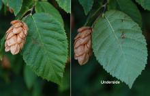 leaf and fruit