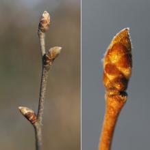 winter twig, buds