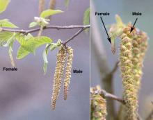 female and male flowers, spring
