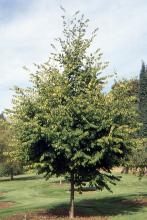 plant habit, young tree