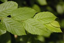 young leafy shoot