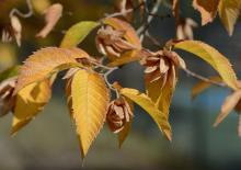 leaves and fruit clusters, fall
