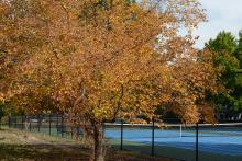 plant habit, fall