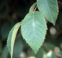 leaves