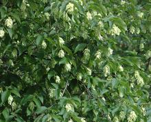 leaves and fruit clusters