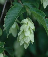 fruit cluster and leaves