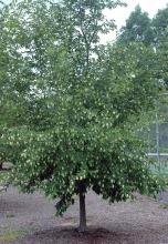 plant habit, fruiting