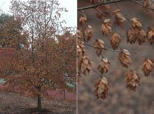plant habit and fruit, early winter