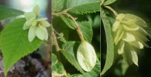 developing fruit clusters