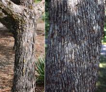 trunk, bark, young and old tree