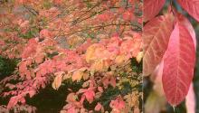 leaves, fall leaves, fall