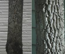 trunk, bark trunk, bark