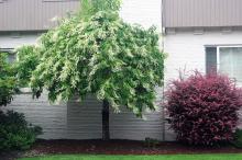 plant habit, flowering plant habit, flowering