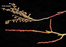 winter twigs winter twigs