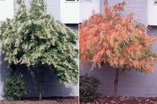 plant habit, summer and fall plant habit, summer and fall