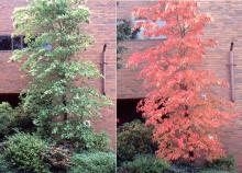 plant habit, summer and fall plant habit, summer and fall