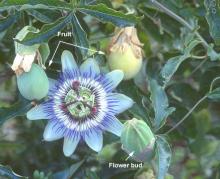 bud, flower, and fruit