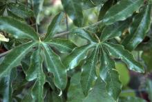 leaves