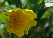flower flower