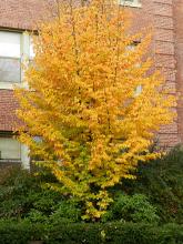plant habit, fall plant habit, fall