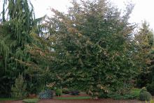 plant habit, late summer plant habit, late summer