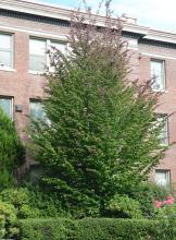 plant habit, early summer plant habit, early summer