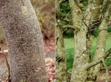 trunks, bark trunks, bark