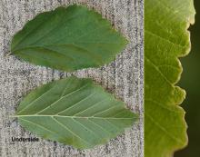 leaf and margin leaf and margin
