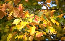 leaves, fall leaves, fall
