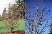 plant habit, early spring flowering plant habit, early spring flowering