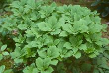 plant habit