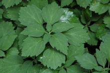 leaves