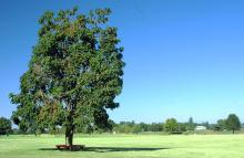 plant habit, summer