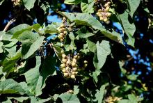 fruit and leaves, late summer