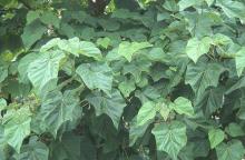 leaves