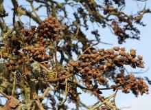 fruit, winter