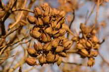 open fruit clusters, winter