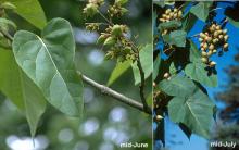 leaves and maturing fruit