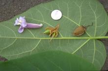 leaf, flower, fruit