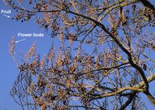 fruit and immature flower clusters, winter