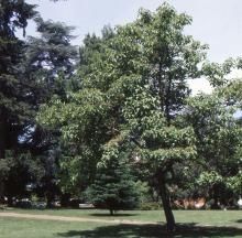 plant habit, summer