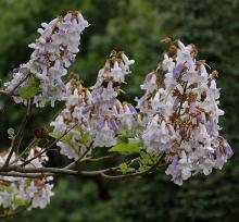 flower clusters