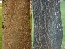 trunk, bark