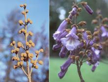 flower buds (winter) and emerging flowers (spring)
