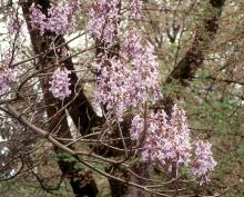 flowering branches