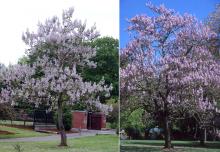 plant habit, flowering