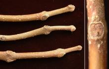 winter twigs, buds
