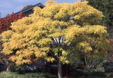 plant habit, fall