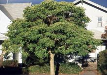 plant habit