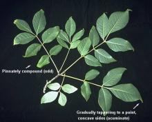 leafy branch